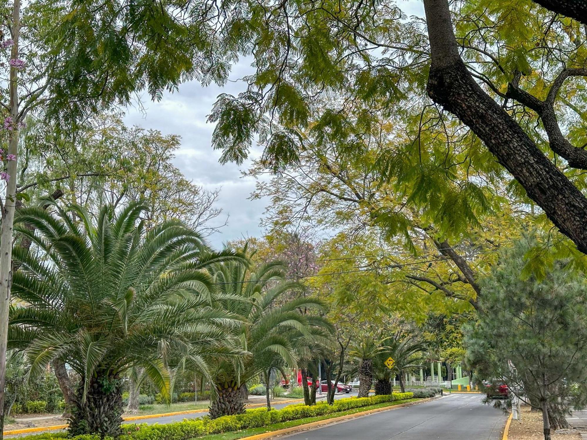 Sencillo Y Acogedor Estudio En Chapalita 02 Guadalajara Eksteriør bilde